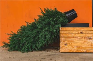 Disposing Of Your Christmas Tree Environmentally