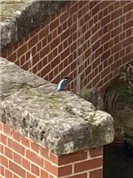 KINGFISHER SPOTTED NEAR FORD