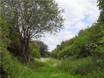 WILDLIFE TRUST RAISE CONCERNS OVER AVANT PLAN