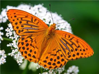 SPECIAL REPORT - WHERE HAVE ALL THE RINGLET BUTTERFLIES GONE?